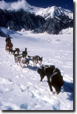 dogsledding